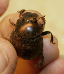 Chalconotus convexus
