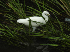 Egretta garzetta