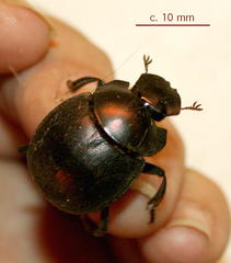Chalconotus convexus
