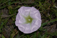 Ipomoea thurberi