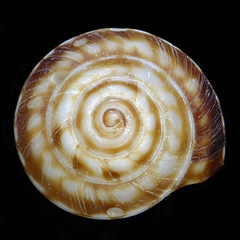 Psilaxis radiatus