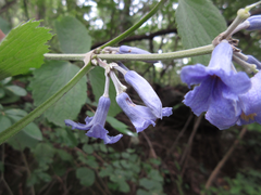 Clematis heracleifolia