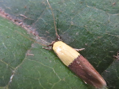 Opogona nipponica