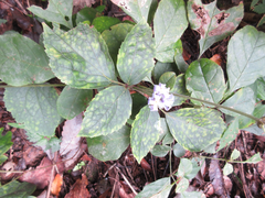 Clematis heracleifolia