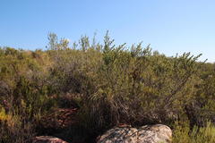 Aspalathus hirta hirta