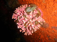 Stylaster nobilis