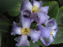 Clematis heracleifolia