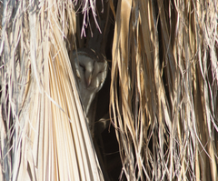 Tyto alba delicatula