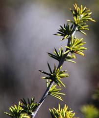 Aspalathus hirta hirta