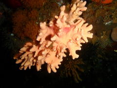 Stylaster nobilis