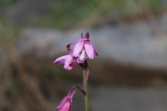 Eulophia hians hians