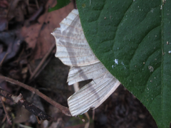 Thinopteryx crocoptera