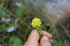 Euphorbia ericoides