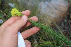 Euphorbia ericoides