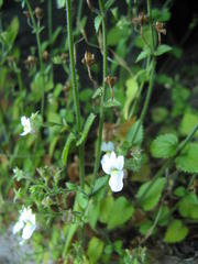 Nemesia acornis