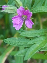 Geranium dissectum