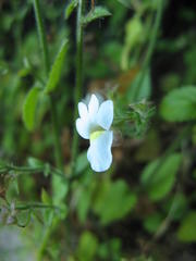 Nemesia acornis