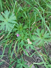 Geranium dissectum