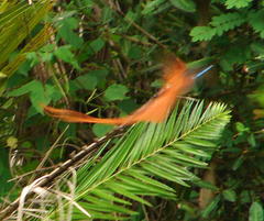 Terpsiphone viridis plumbeiceps