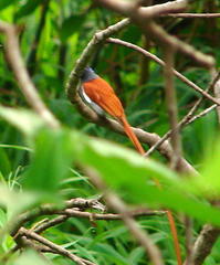 Terpsiphone viridis plumbeiceps