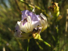 Psoralea peratica