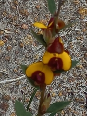 Bossiaea ornata