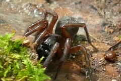 Coelotinae