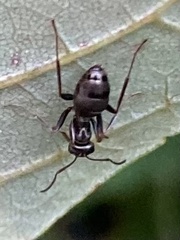 Formica fusca