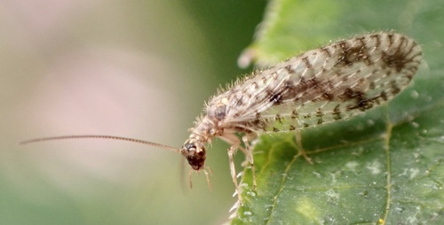 Variegated Brown Lacewing, Graafland, Groot-Ammers, Zuid-Holland, NL, photo 9 of 10