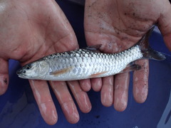 Spinibarbus hollandi