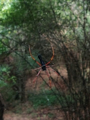 Nephila kuhli