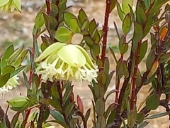 Pimelea lehmanniana