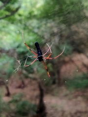 Nephila kuhli