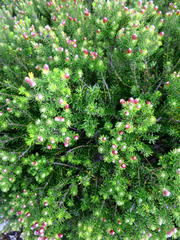 Phylica ericoides ericoides