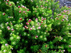 Phylica ericoides ericoides