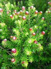 Phylica ericoides ericoides