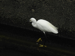 Egretta garzetta