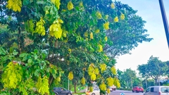 Maniltoa browneoides