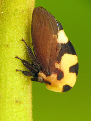 Mexican Treehopper photo 3