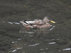 Anas platyrhynchos × zonorhyncha
