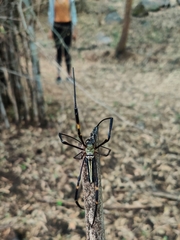 Nephila pilipes