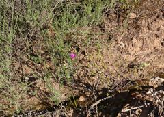 Drosanthemum karrooense