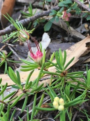 Darwinia grandiflora