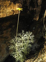 Ursinia macropoda