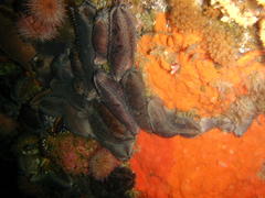 Pentacta doliolum