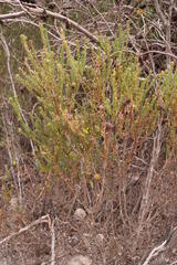 Leucadendron thymifolium