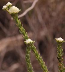 Leucadendron thymifolium