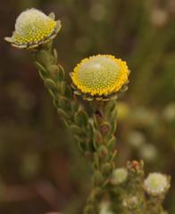 Leucadendron thymifolium