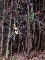 Nephila pilipes