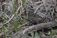 Cicindela nebraskana